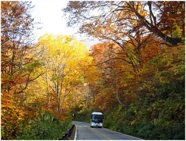 美女平～ブナ坂：紅葉街道を走行する高原バス