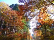美女平：紅葉で彩られた樹林帯