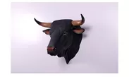 黒毛牛の頭部・壁掛け／Spanish Fighting Bull Head(4)