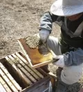 【佐々木養蜂園　養蜂の風景】
