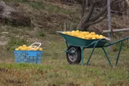 レモン収穫2