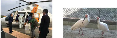 【左】ヘリコプターへの搭載の様子(提供：東邦航空)　【右】佐渡トキ保護センター到着翌朝の2 羽の様子（提供：環境省）