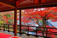 限定押し花朱印や体験型ワークショップを用意した紅葉イベントを京都・柳谷観音にて11月10日より開催