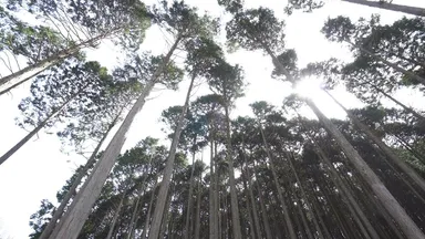 箱：六甲山の間伐材を使用(山崎 正夫担当)