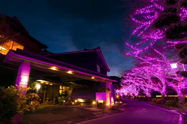 冬の桜並木イルミネーション2