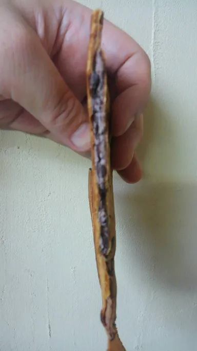 日本一薄いたいやきと呼ばれる「たいやきの開き」の側面