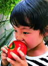 埼玉県内初の農法で育てたトマトたち、二期目収穫スタート！旨味のバランスよく濃厚な味を楽しめる食育イベント11/23開催
