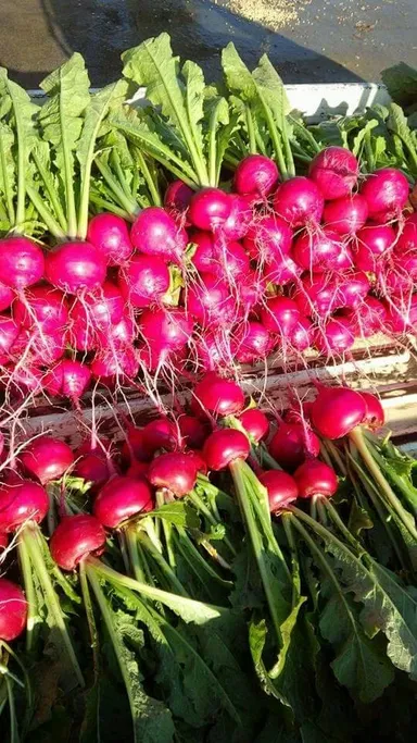 冬の野菜ー赤かぶ