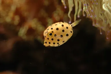 ミナミハコフグ