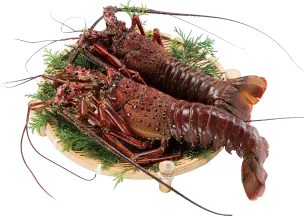 佐田岬産伊勢海老