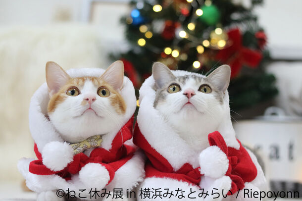 サンタ姿の猫たち集合 ねこ休み展 1年ぶり横浜で開催 X Masからお正月まで新作 立体作品400点以上 株式会社baconのプレスリリース