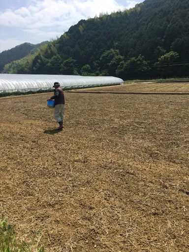 魚粉を撒く様子