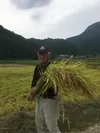 収穫された稲穂