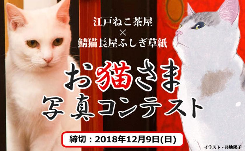 江戸ねこ茶屋×鯖猫長屋ふしぎ草紙
「お猫さま写真コンテスト」を開催