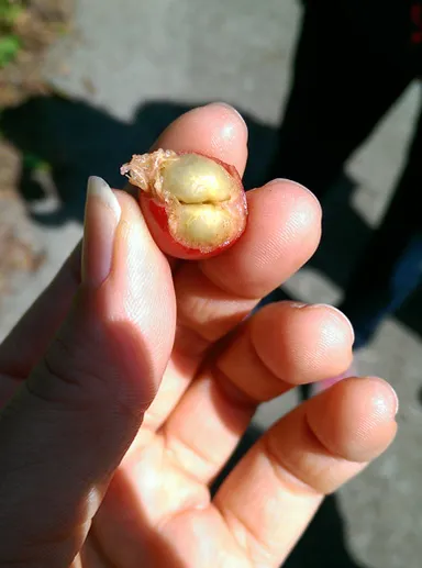 コリドー農園チェリー_2