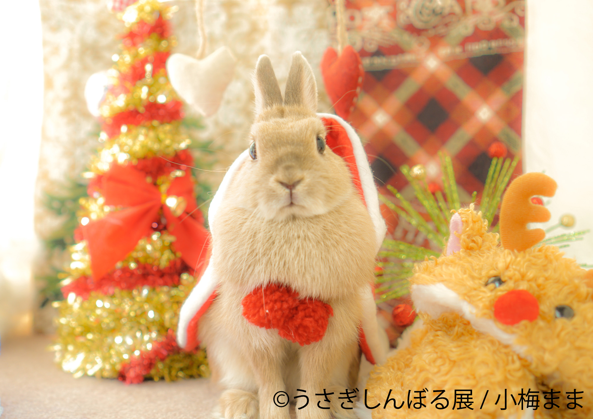 うさぎのモフモフで冬をのり切る！癒しのXmas開催が決定 過去最大作品