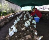 日本で初めてキヌガサタケの人工栽培に成功したハルカインターナショナルの農場