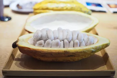 チョコレートテイスティングセミナー(イメージ) 3