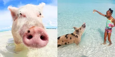 じわじわと人気沸騰！ブタさんビーチ