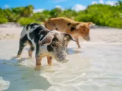 まさに豚の楽園
