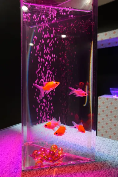 約30種類の金魚を展示