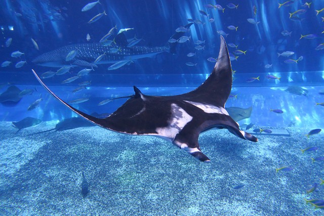 沖縄美ら海水族館世界最大のエイ ジャイアントマンタ 公開 海洋博公園管理センターのプレスリリース