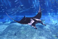 沖縄美ら海水族館世界最大のエイ「ジャイアントマンタ」公開