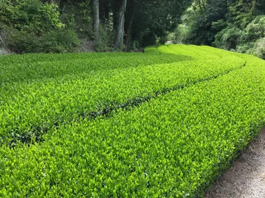 茶畑