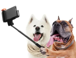 動画投稿例)おもしろ＆びっくり動画 自撮り犬