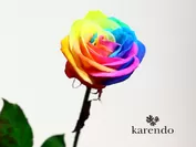 生花の虹色のバラ