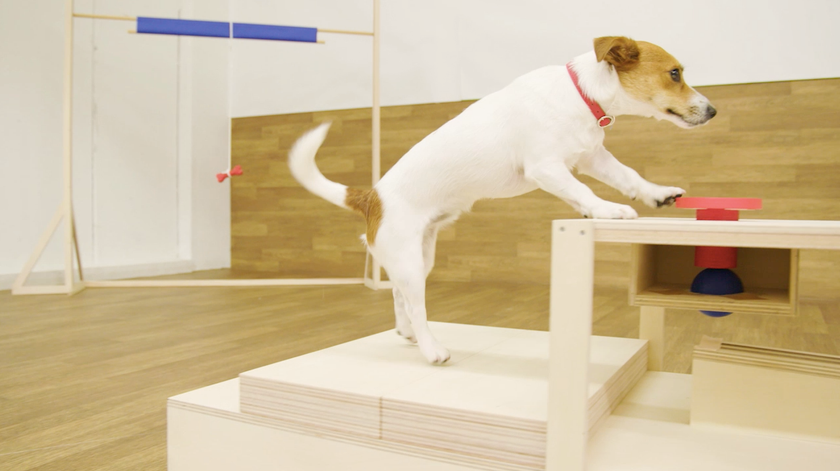 ワンちゃんとネコちゃんがPETagora Switchに挑戦！
うまく動くかハラハラキュン！うちのコもできるかな
日本ヒルズがコーポレート動画を公開