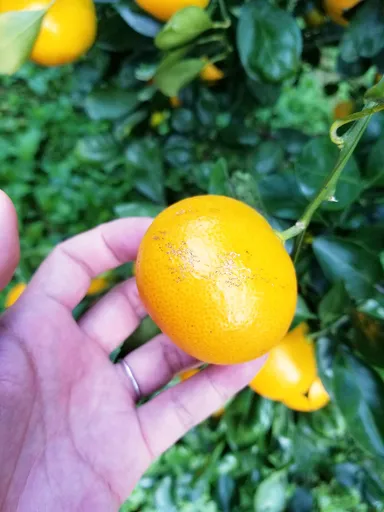 豪雨災害に負けず美味しく育ってくれたみかん