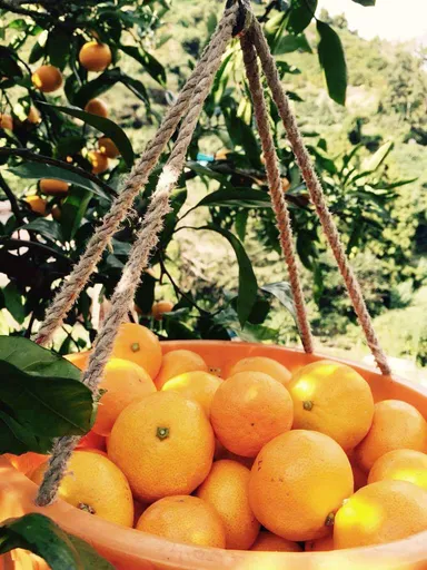 【復興支援プロジェクト】温州みかん