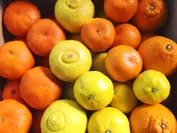 【復興支援プロジェクト】旬の柑橘詰め合わせセット