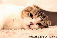 スター猫に新たな仲間！4周年目突入「ねこ休み展」1/25～開催　SNS未公開作品から冬の新作まで総フォロワー300万の猫集結