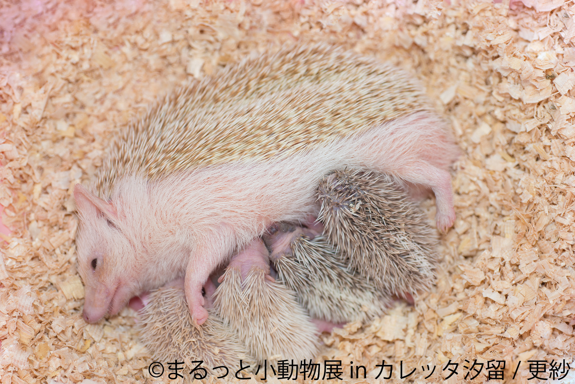 まんまる目玉のショウガラゴ登場 まるっと小動物展 1月開催小さな体に癒やしが詰まった写真 動画など250点以上展示 株式会社baconのプレスリリース