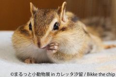まんまる目玉のショウガラゴ登場！「まるっと小動物展」1月開催小さな体に癒やしが詰まった写真・動画など250点以上展示