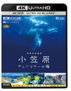 8K水中カメラによるザトウクジラの親子の姿は圧巻！4K Ultra HDブルーレイ映像ソフト『世界自然遺産 小笠原 ～ボニンブルーの海～』12月14日に発売！