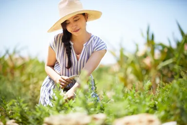 【星のや竹富島】ハーブ収穫