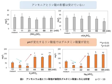 図3  アンモニウム塩とリン酸塩が細胞外グルタミン酸に与える影響