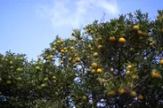 淡路島なるとオレンジの木