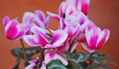 「特価市」「年末大感謝際」イメージ