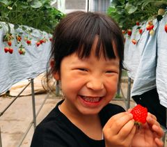 “学んで遊べて、そして食べられる”いちご狩り1/3オープン！最新 太陽光利用型環境制御ハウスを利用した＠FARMのいちご狩り