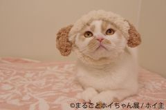 ねこ休み展スピンオフ企画「まるごとホイちゃん展」！常連作家陣とのコラボグッズ多数で、1/16～1/21・大阪開催