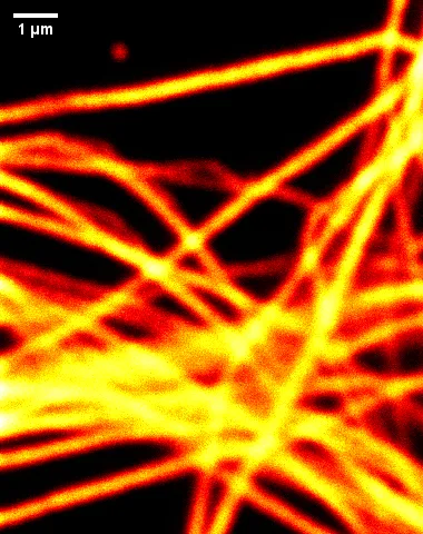 図2:光学顕微鏡画像