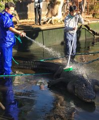 年末の風物詩！ワニの背中を“ゴシゴシ”ブラッシング！熱川バナナワニ園、恒例の「ワニ池大掃除」を12/27実施