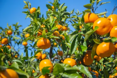 周防大島油良の自社農園