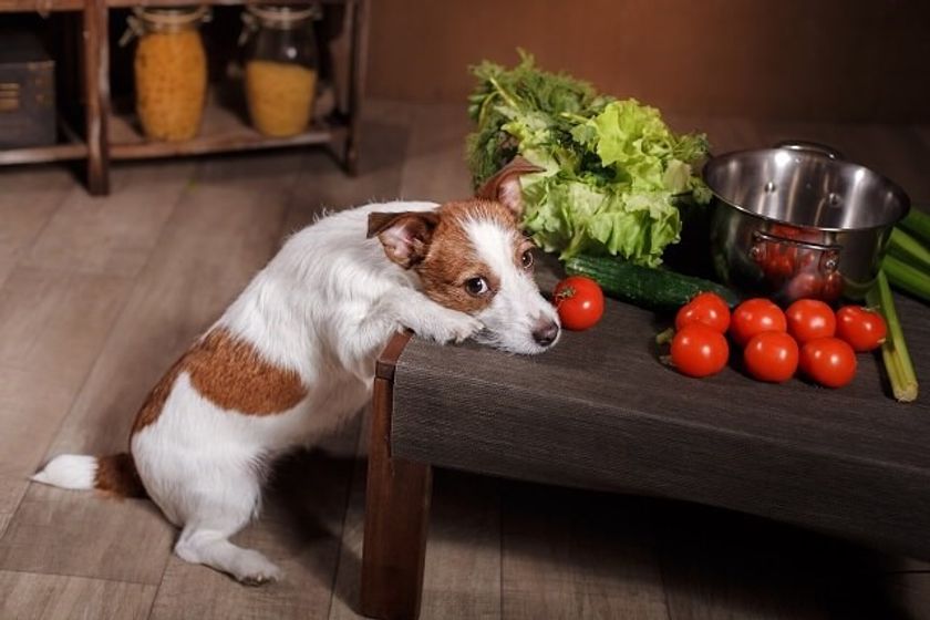 【ペット保険のアイペット】
犬の異物誤飲を半数以上の飼育者が経験！？
最も異物誤飲が起きやすいのは「一緒にいて、少し目を離したとき」
～犬の異物誤飲に関する調査～