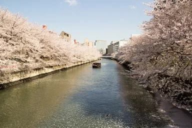 【星のや東京】大横川桜並木（C）舟遊びみづは