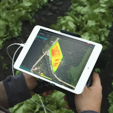 Parrot Bluegrass Fields2